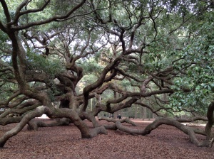 You really, really, really want to climb the Angel Oak when you see it . . . just magnificent!
